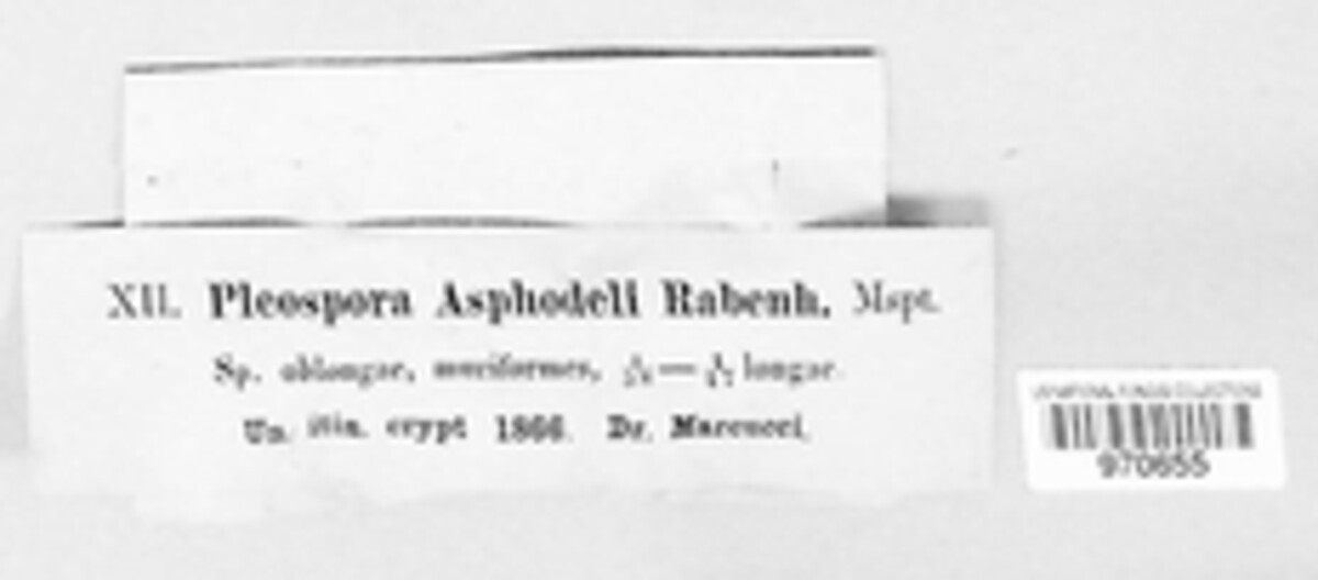 Pleospora asphodeli image